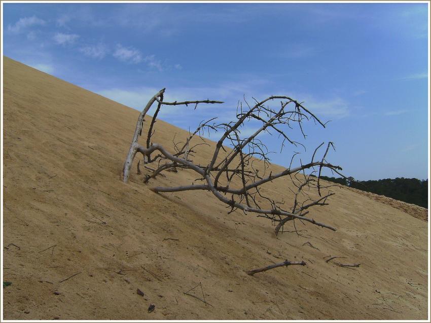 Branche morte - Dune du Pyla (33)