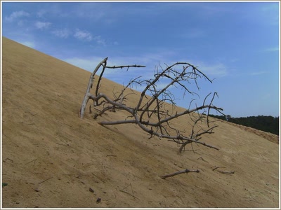 Branche morte - Dune du Pyla (33)