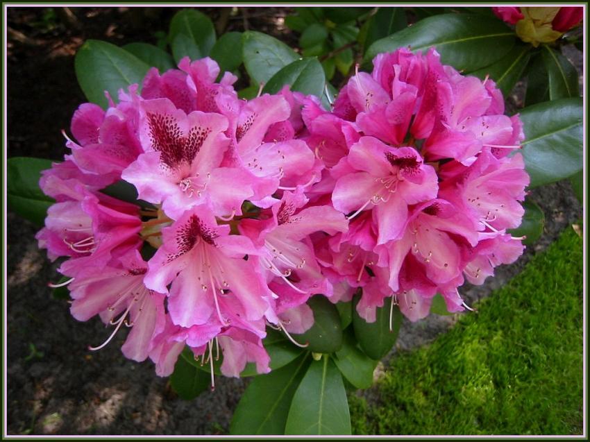 Rhododendrons