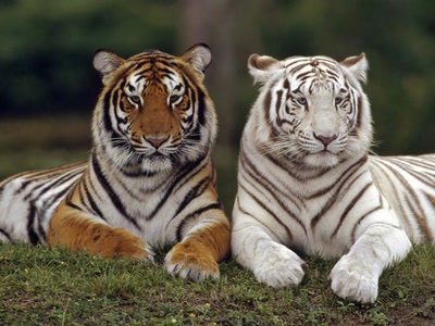 Tigre du Bengale vs. Tigre de Sibérie