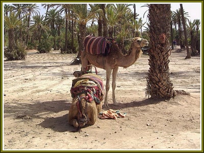 Dromadaires à Marrakech