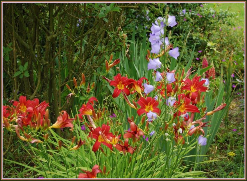 Hémérocalles et campanules