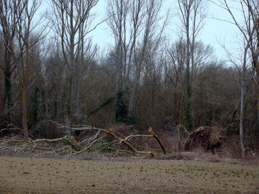 arbres après la tempête