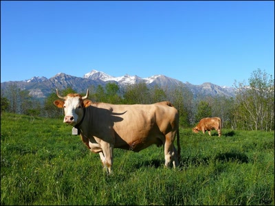 Vache Alpine 2