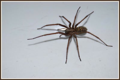 Araignée de nos greniers