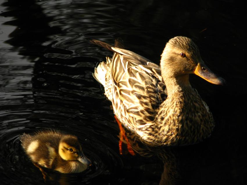 Col-vert et canneton