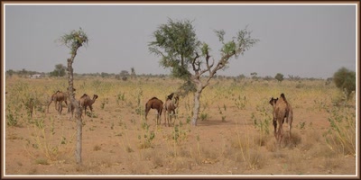 Dromadaires dans le désert.