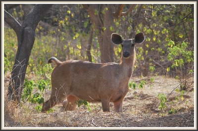 Safari dans le Rajasthan - Sambar