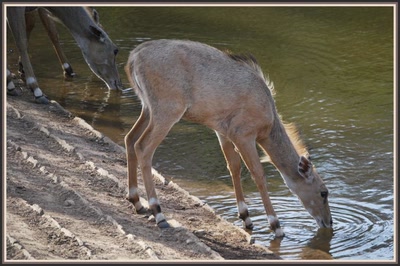 Safari dans le Rajasthan - Sambar