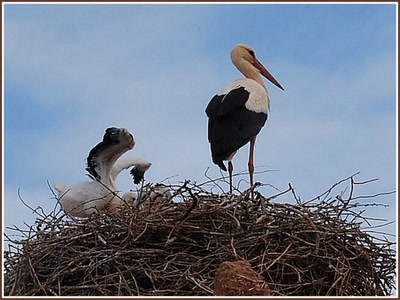 Cigognes à Aït-Benhaddou (Maroc)