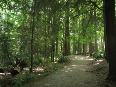 Promenade dans la forêt