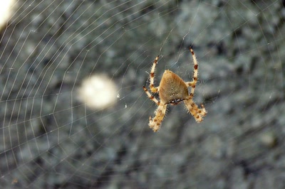 Une belle épeire...