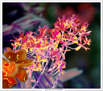 Le rêve de l'orchidée