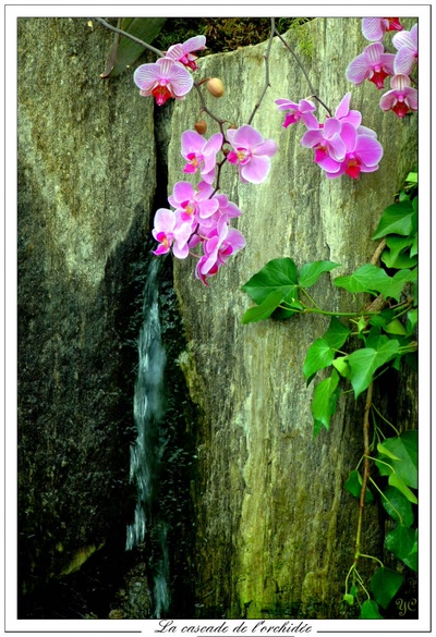 La cascade de l'orchidée
