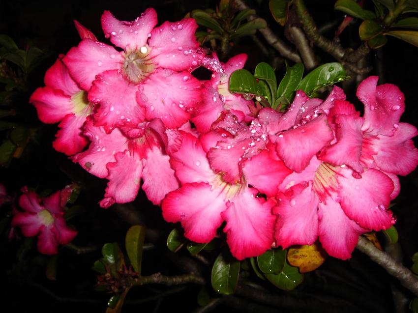 couronne véngétale