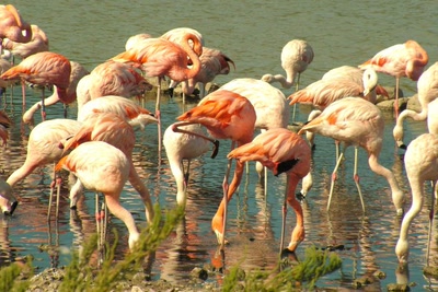 Flamants roses