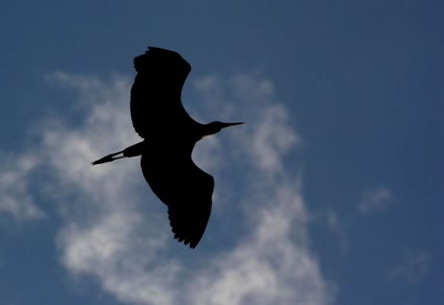 Héron à contre-jour