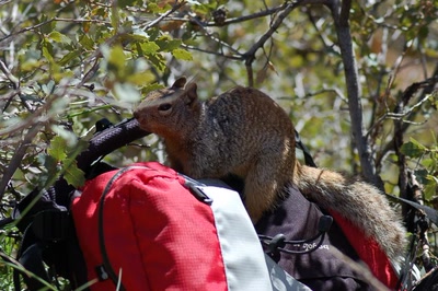 A l'assaut des gâteaux..