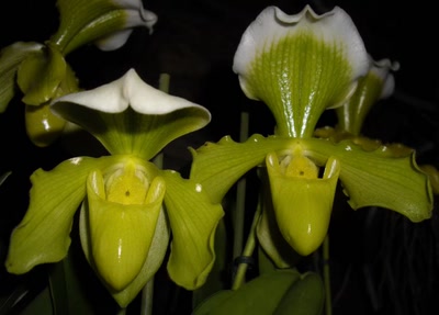 Une autre paire pour Vénus