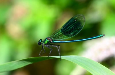 Harmonie de teinte...