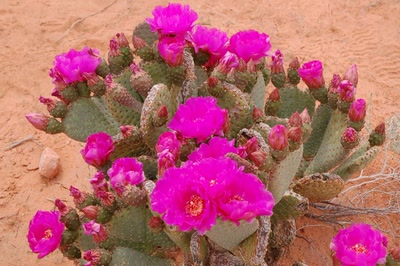 cactus du désert
