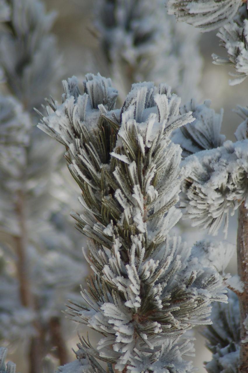 branche d'arbre enneigée