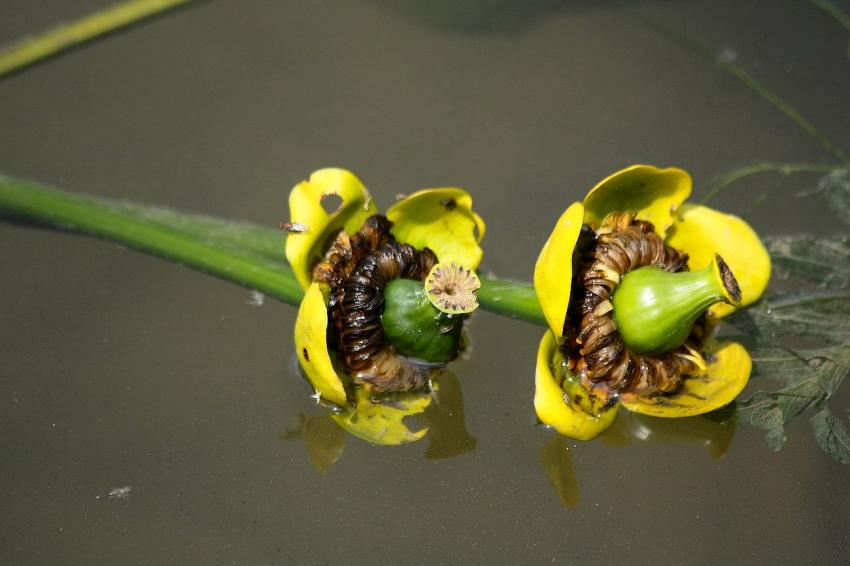 Deux fleurs de nénuphar à moitié immergées