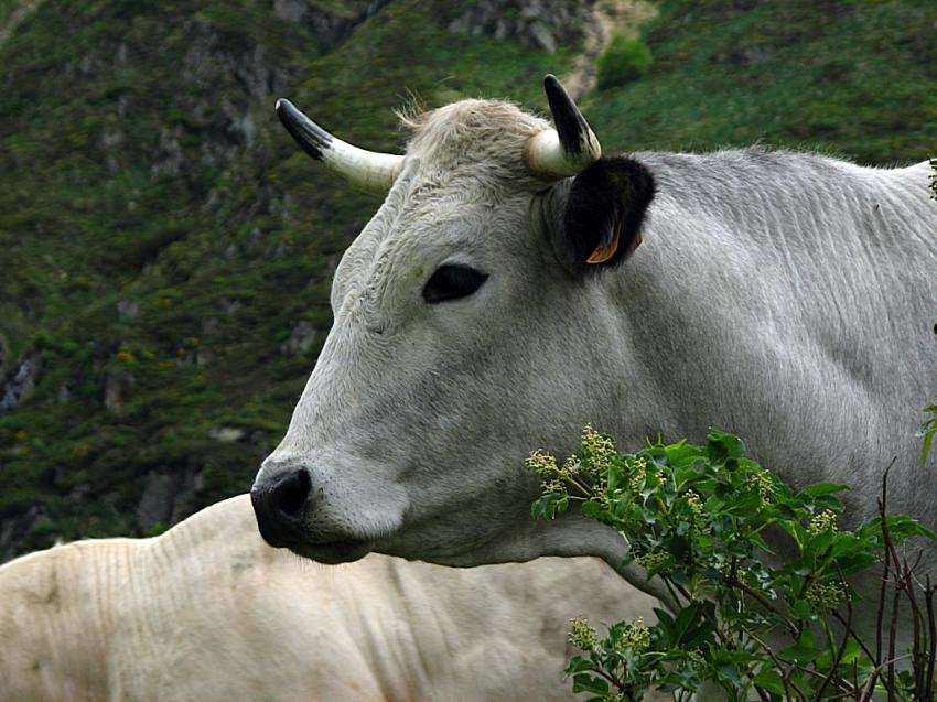 Le grand frére ....
