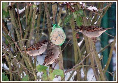 Le repas des moineaux