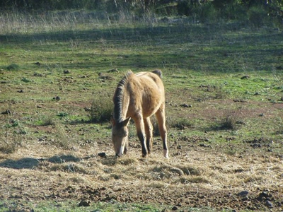 un cheval dans le champ