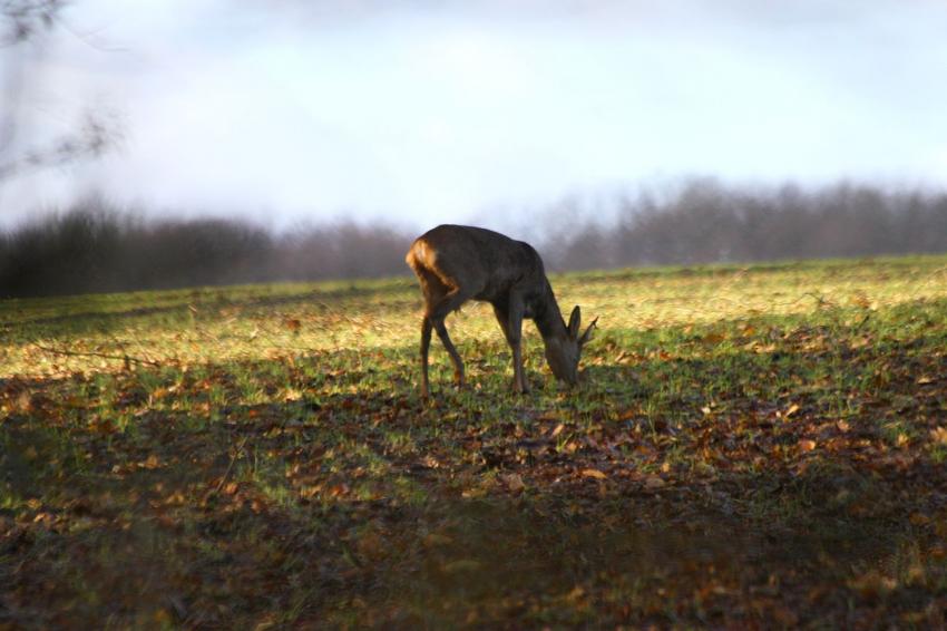 Toujours bonne, l'herbe...