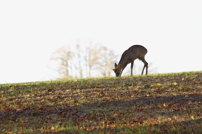 Elle est bonne l'herbe en décembre