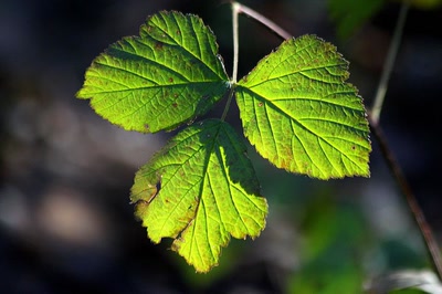 Dans le sous-bois (2)