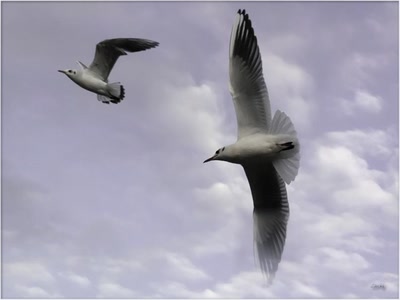 Les mouettes 10110 3