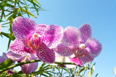 A fleurs mouchetées...