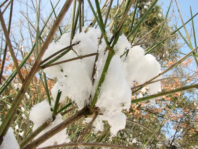 Nid de neige sur des genets