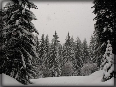Sapins sous la neige