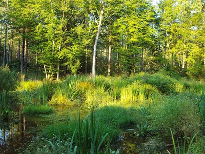 Fond d'écran Nature