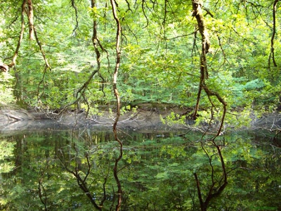 Fond d'écran Nature