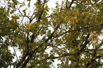 Amsterdam (103) Perroquets du parc...