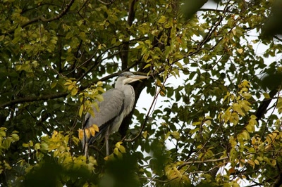 Amsterdam (106) Le héron du parc... (3)