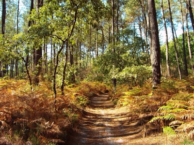 Fond d'écran Nature
