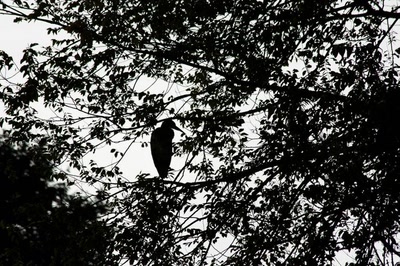 Amsterdam (104) Le héron du parc... (1)