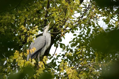 Amsterdam (105) Le héron du parc... (2)