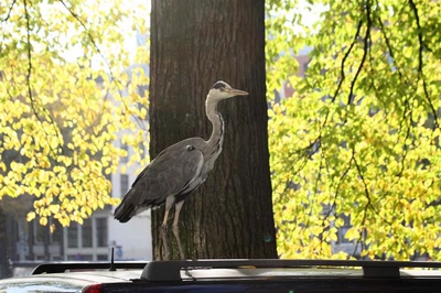 Amsterdam (154) Le héron et l'hôtel (4)