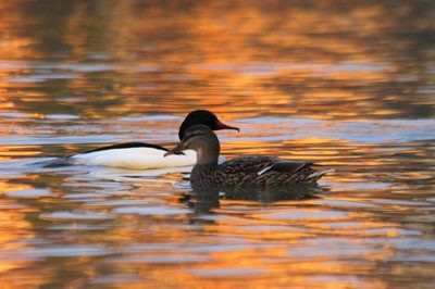 Croisement d'un "harle bièvre mâle" avec un "col-v