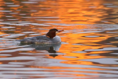 Harle bièvre femelle