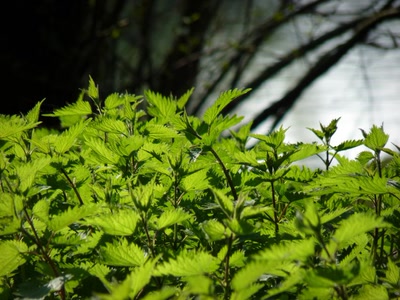 Qui s'y frotte s'y pique