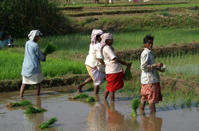 Inde du Sud, région de Magdao