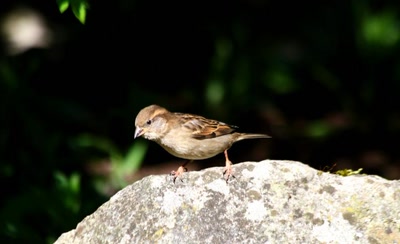 Un rayon de soleil sur la pierre.